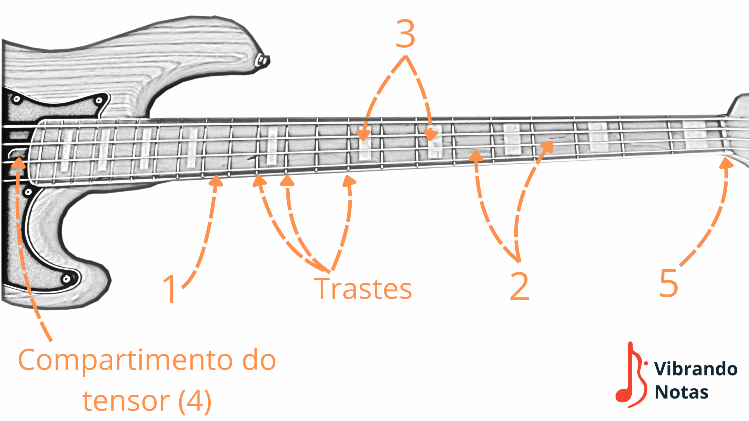 Imagem braço do contrabaixo